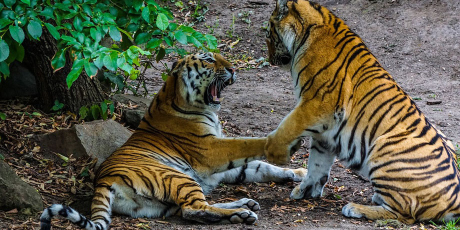 The big cats of India: Tigers, Leopards and more