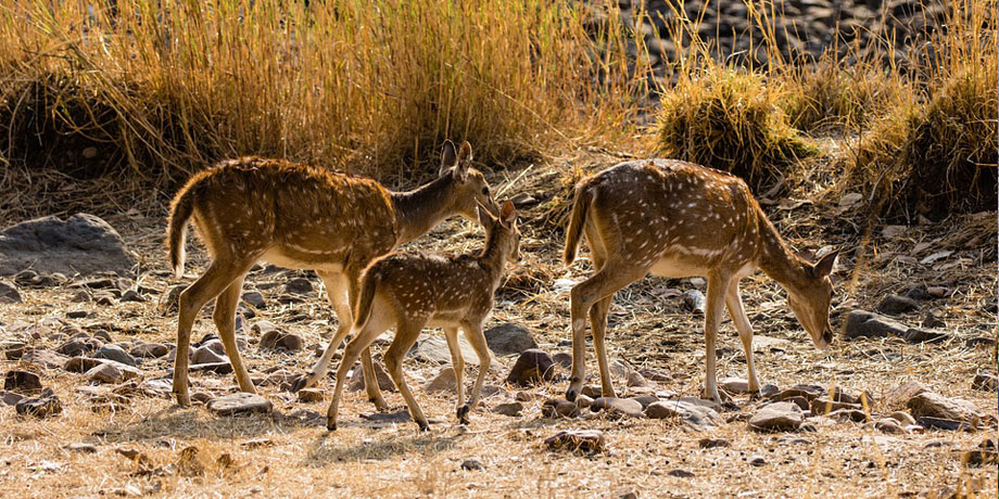 The lesser-known and threatened wildlife of India